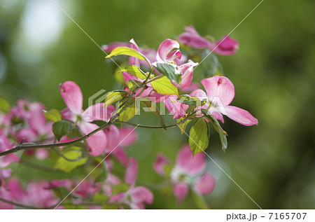 赤いハナミズキ 7165707