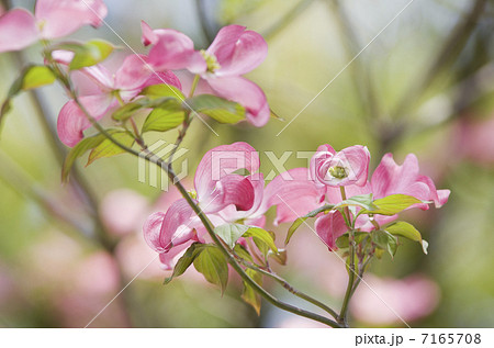 赤いハナミズキ 7165708