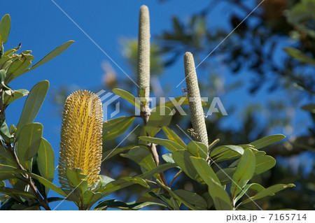 バンクシア 7165714