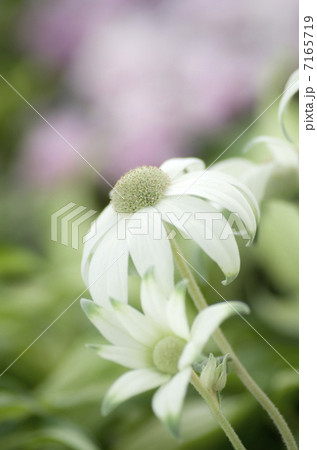 フランネルフラワー「フェアリーホワイト」 フランネルフラワー「フェアリーホワイト」 7165719