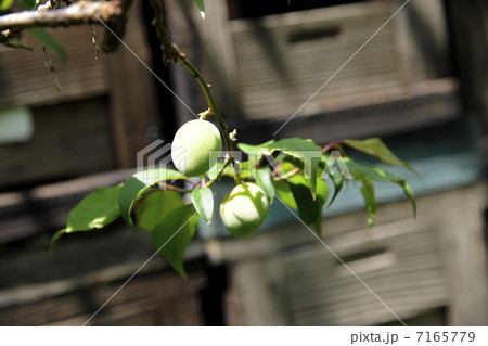 梅果実と養蜂箱 7165779
