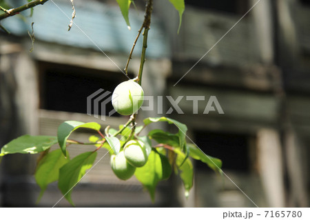 梅果実と養蜂箱 7165780