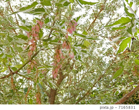 ネグンドカエデ・フラミンゴ ネグンドカエデ・フラミンゴ 7165831