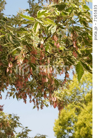 ネグンドカエデ・フラミンゴ 7165835