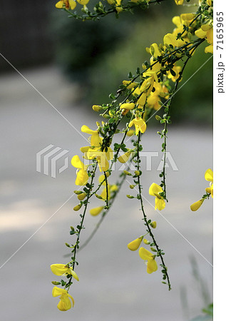 エニシダ 7165965