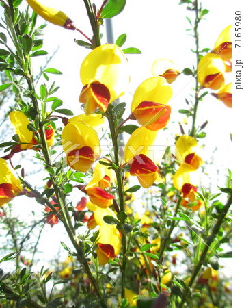 頬紅エニシダ 頬紅エニシダ 7165980