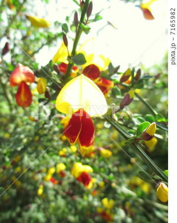 陽に透ける頬紅エニシダの花 陽に透ける頬紅エニシダの花 7165982