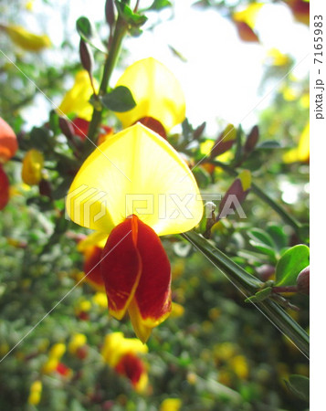 陽に透ける頬紅エニシダの花 陽に透ける頬紅エニシダの花 7165983