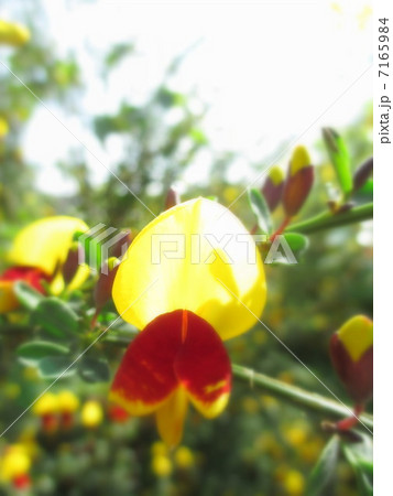 陽に透ける頬紅エニシダの花 陽に透ける頬紅エニシダの花 7165984
