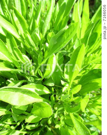 キンケイギクの葉 7166056