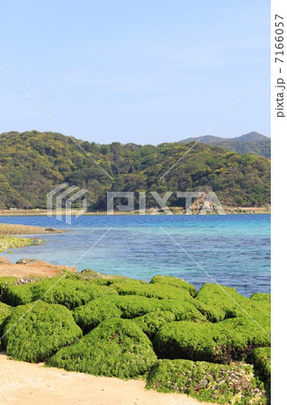 上五島／日島のアオサノリ 7166057