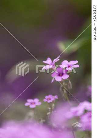 ムラサキカタバミ 7166177