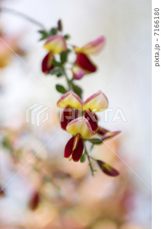 赤のエニシダ 7166180