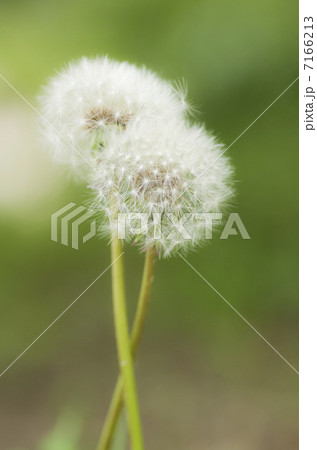 タンポポの綿毛 タンポポの綿毛 7166213