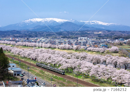 宮城　白石市　大河原　白石川堤一目千本桜 7166252