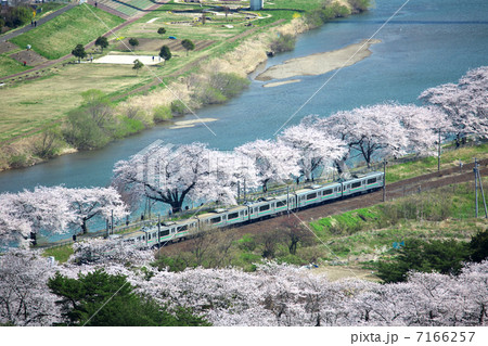 宮城　白石市　大河原　白石川堤一目千本桜 7166257