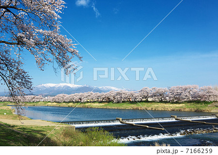宮城　白石市　大河原　白石川堤一目千本桜 7166259