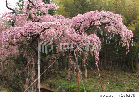 福島 郡山市 紅枝垂地蔵桜 福島 郡山市 紅枝垂地蔵桜 7166279