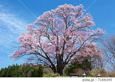 長野 飯綱町 地蔵久保の大山桜 長野 飯綱町 地蔵久保の大山桜 7166395