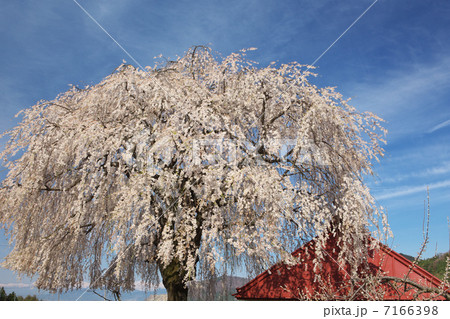 長野 高山村 中塩の枝垂桜 長野 高山村 中塩の枝垂桜 7166398