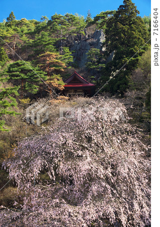 長野 高山村 赤和の枝垂桜 長野 高山村 赤和の枝垂桜 7166404