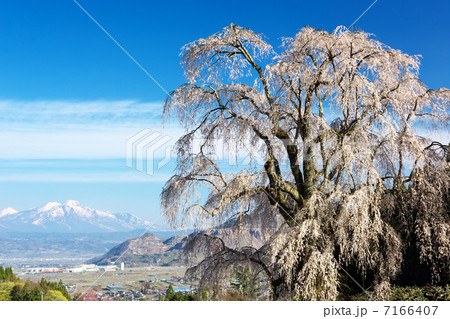 長野 高山村 水中の枝垂桜 長野 高山村 水中の枝垂桜 7166407
