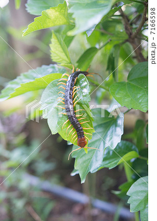 トビズムカデ トビズムカデ 7166598