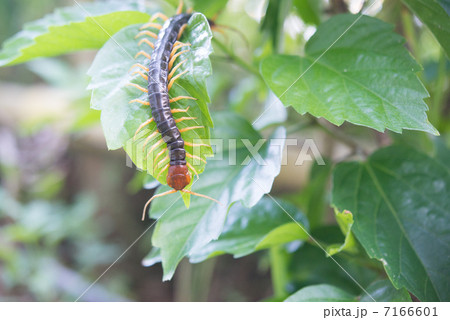 トビズムカデ 7166601