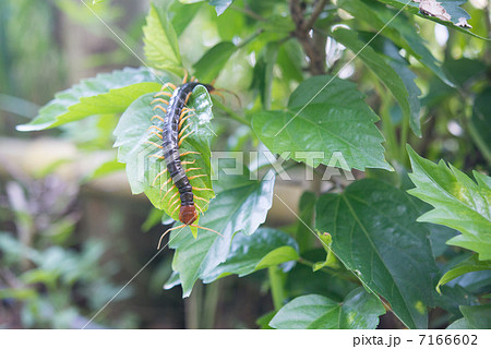 トビズムカデ 7166602