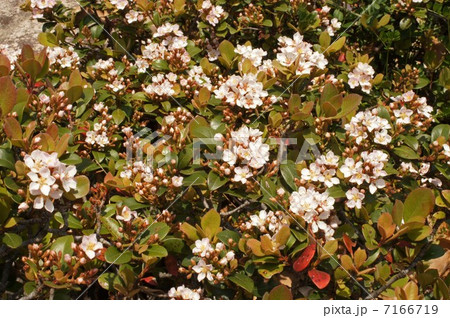 シャリンバイ・花とつぼみ シャリンバイ・花とつぼみ 7166719