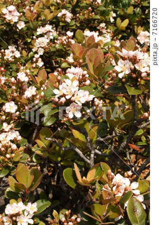 シャリンバイ・花とつぼみ シャリンバイ・花とつぼみ 7166720
