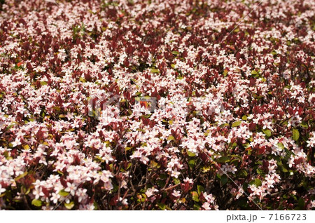 満開のシャリンバイ 満開のシャリンバイ 7166723