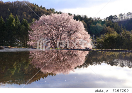 田んぼに映る天王桜の写真素材