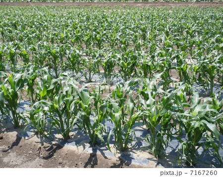 とうもろこし畑 とうもろこし畑 7167260