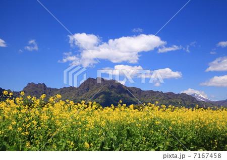 菜の花と妙義山 7167458