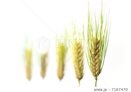 麦の穂 麦の穂 7167470