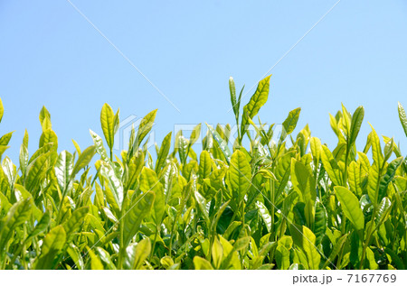 新茶畑と青空 7167769