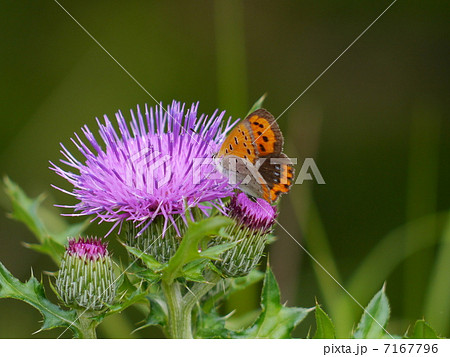 ノアザミとベニシジミ 7167796