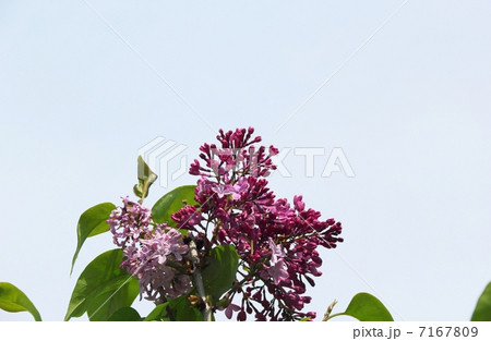 ライラックの花 7167809