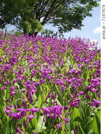 シランの花園 7167878