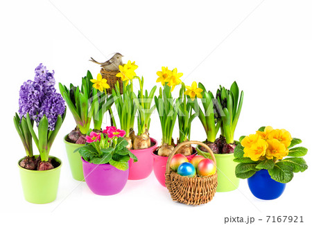 hyacinth, pink primulas, yellow daffodils hyacinth, pink primulas, yellow daffodils 7167921