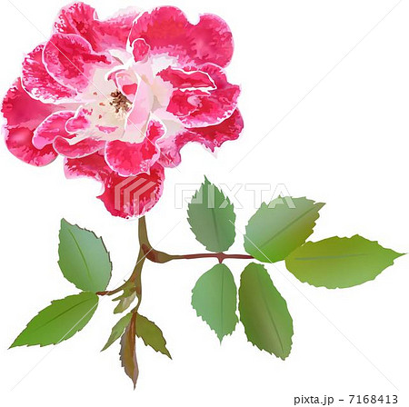 薔薇 7168413