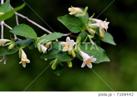 コツクバネウツギ コツクバネウツギ 7168442