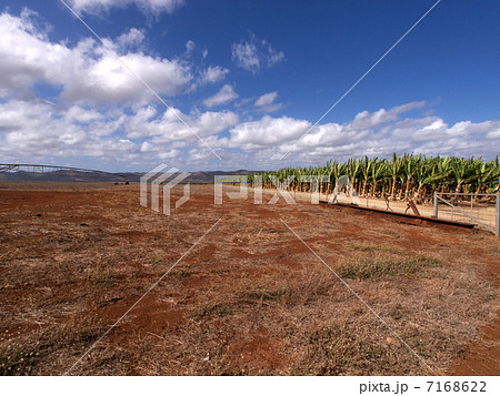 バナナ農園と巨大なスプリンクラー 7168622