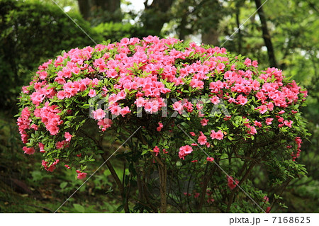 名古屋城の美しいピンク色のキリシマツツジの花の写真素材