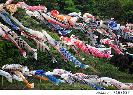 泳げ鯉のぼり相模川　山の緑と鯉のぼり 7168657