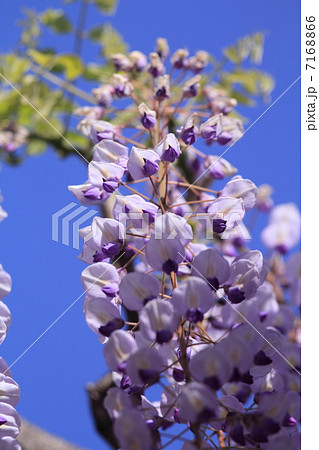 あしかがフラワーパークの八重藤 7168866