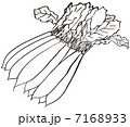 大根　radish 7168933