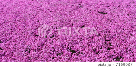 芝桜 マックダニエル クッション 芝桜 マックダニエル クッション 7169037