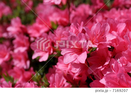 ツツジ ツツジ 7169207